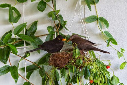 Amsel-
