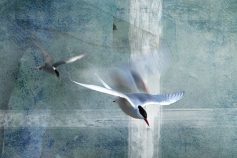 _Austernfischer