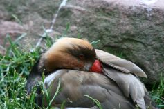 Ente
