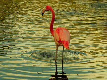 Flamingo im Abendlicht