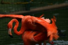 Flamingos