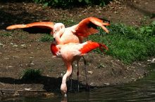 Flamingosex