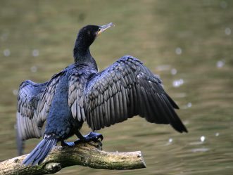 Kormoran