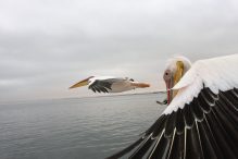 Pelikan Flug2