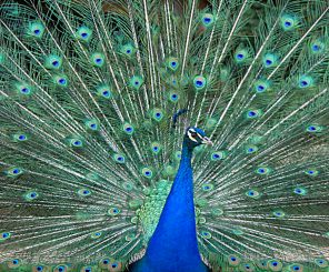 Pfau