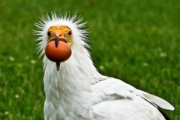 Schmutzgeier