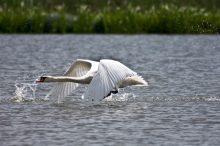 Schwan fliegend