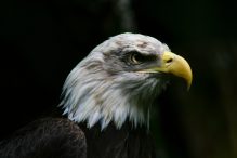 Seeadler