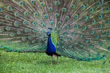 Wilhelma_Pfau (1)