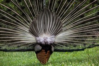 Wilhelma_Pfau (2)