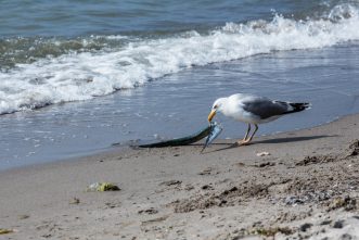 Zingst-