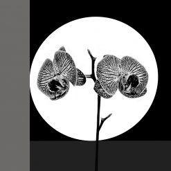 Orchidee