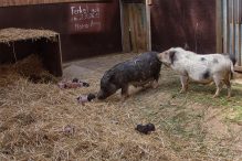 3. die Schweinefamilie
