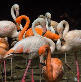 Flamingos