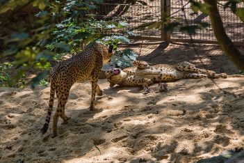 Gepard