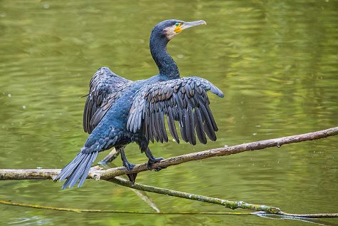 Kormoran