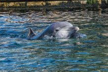 Delfin mit Ball