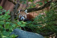 Kleiner Panda,Katzenbär,Roter Panda