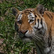 Tiger Portrait