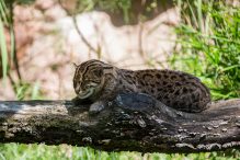 Wildkatze